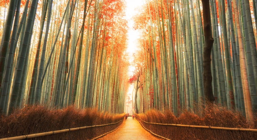  Arashiyama Bamboo Grove, Japan, in autumn