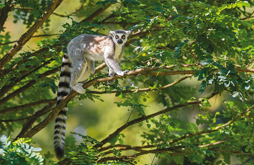 A Lemur in a tree in Madagascar