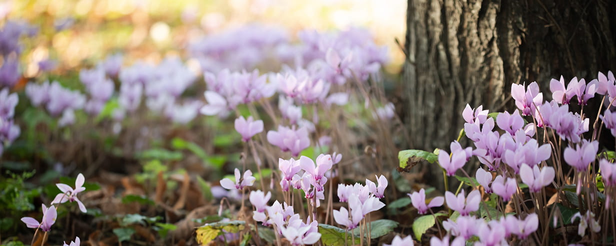 Pink Cyclamen next to a tree