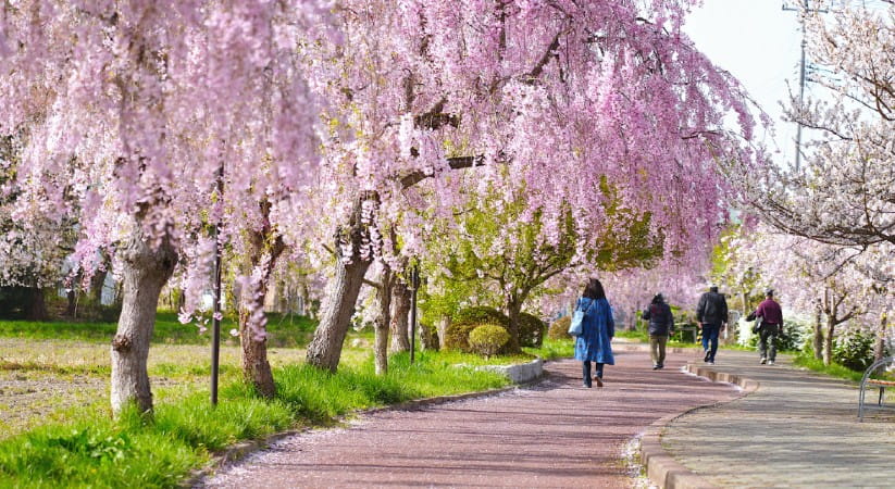 Japanese cherry blossom hangs over a walkway at a park in Kitakata Japan