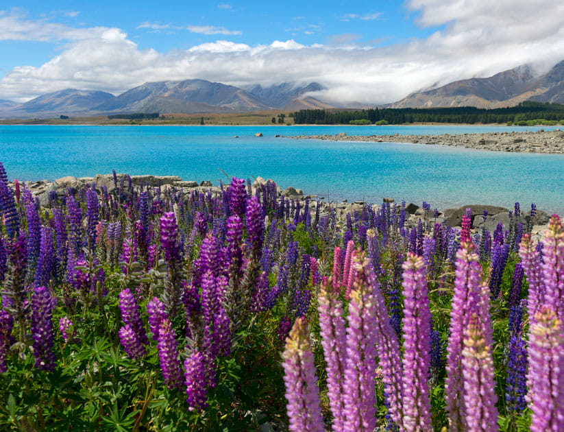 Brightly coloured Russle Lupines at the azure Lake Tekapo, New Zealand