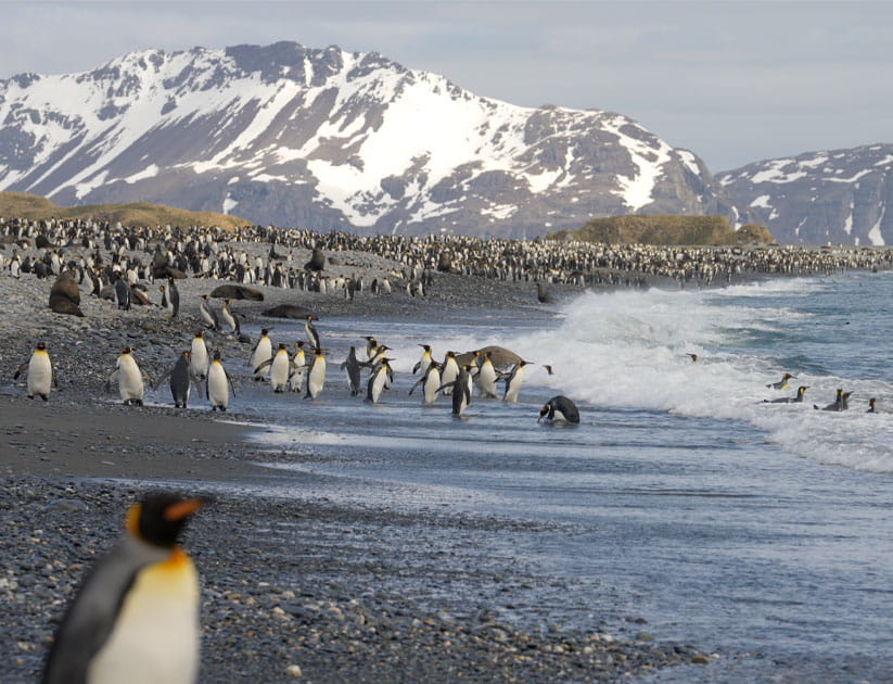 King penguins on a pebbled beach and in the surf in South Georgia