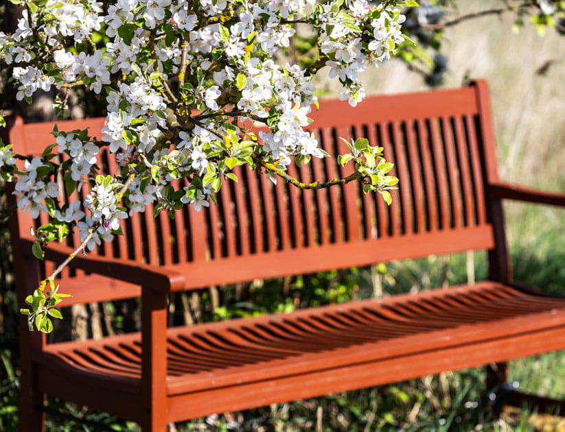 Freshly maintained wooden slat bench under a blossoming cherry tree