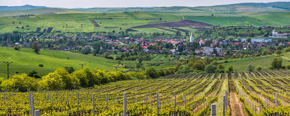 A vineyard and picturesque town in Romania