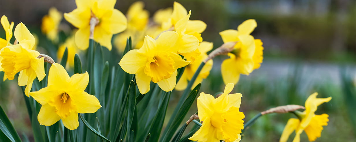 Close-up of snowdrops and a small wooden block that says 'March'
