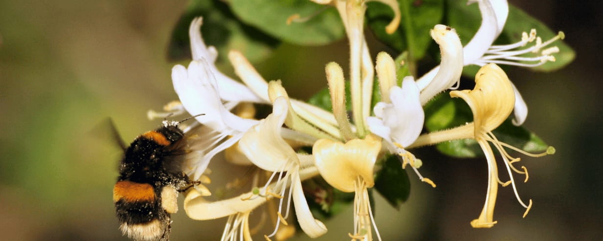 a bee on honeysuckle flowers