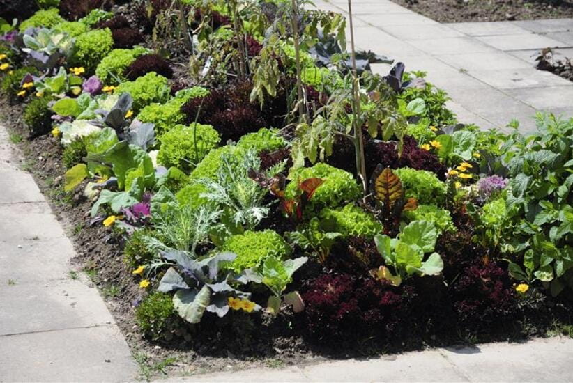 Close up of Charles Dowding's gardening plot featuring clumps of plants