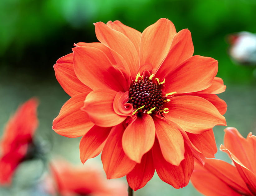 Dahlia 'Bishop of Llandaff' a summer autumn fall flowering tuber plant with a red summertime flower