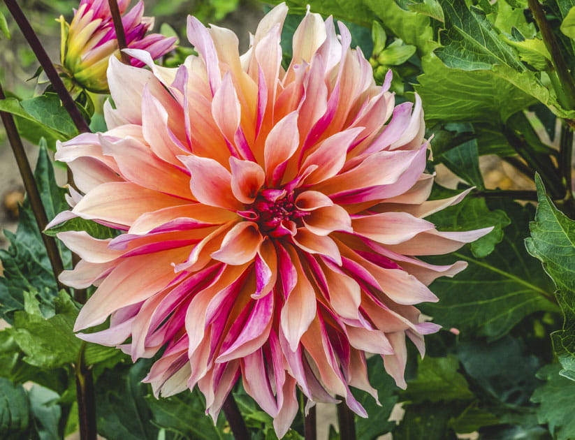 Coral apricot pink rose coloured Labyrinth Dahlia in full bloom