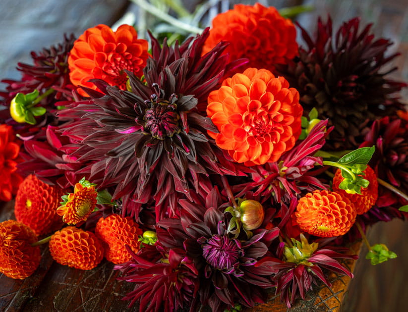 An arrangement of deep red 'Rip City' dahlias mixed with orange ones on a table