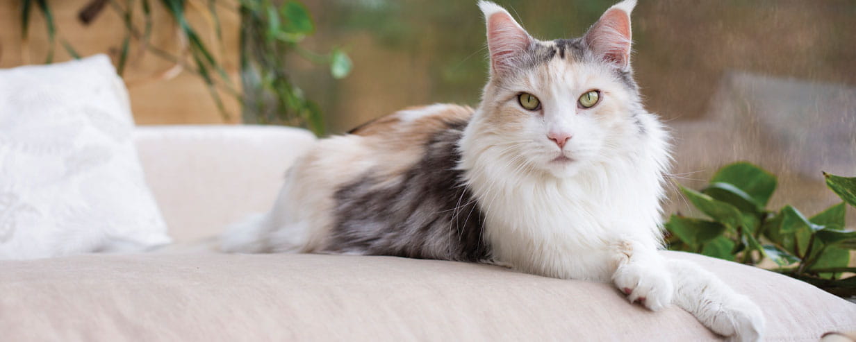 White and tabby main coon cat with green eyes looking toward the camera while lying with front paws crossed on a sofa