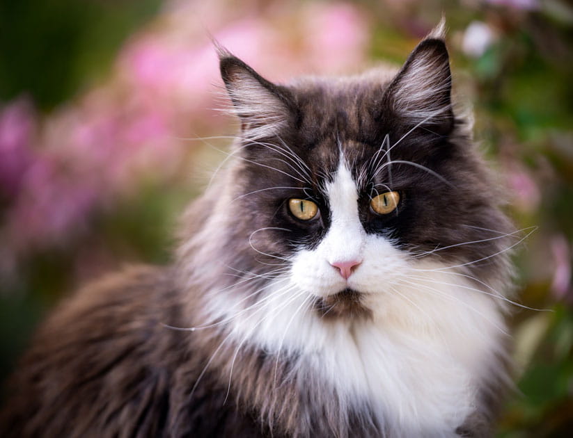 An adult Maine Coon cat sits in the garden. In the background you can see blooming spring flowers