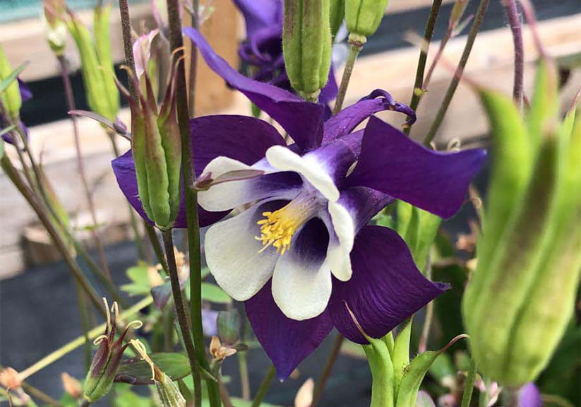 Aquilegias