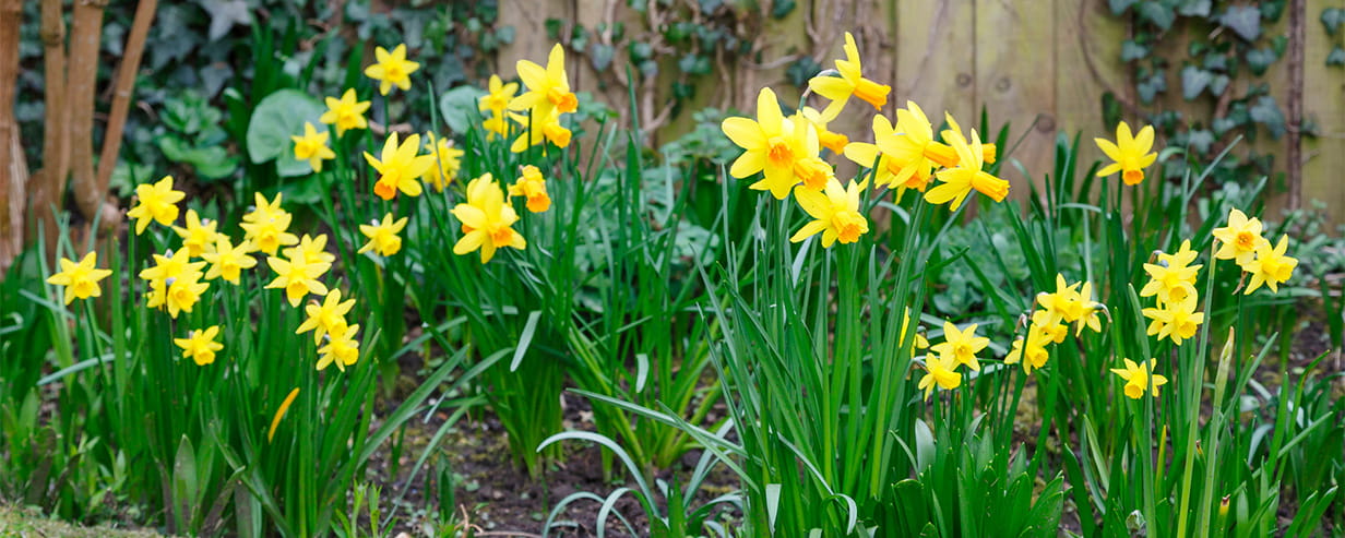 Bright yellow daffodils in a garden