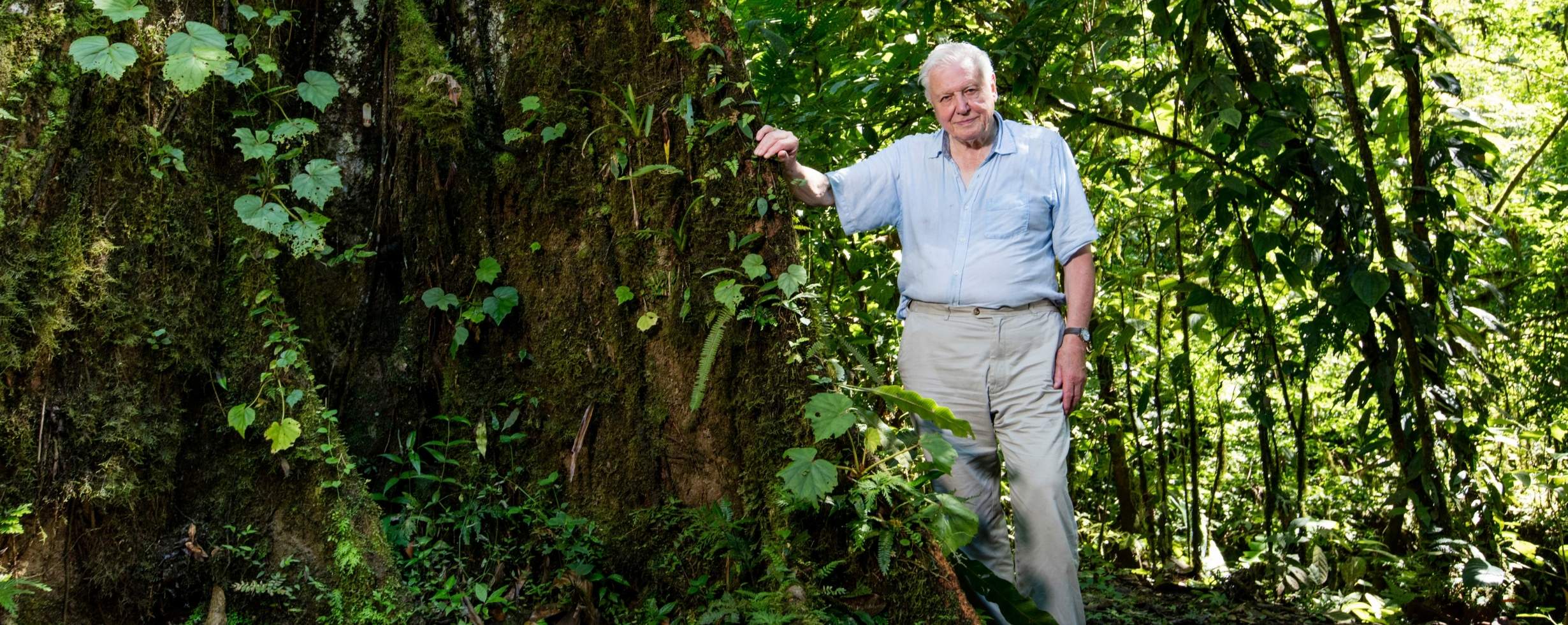 David Attenborough stands to the right of the image next to a giant tree in a rainforest