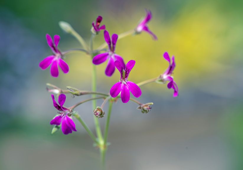 Pelargonium sidoides with tiny deep pink flowers