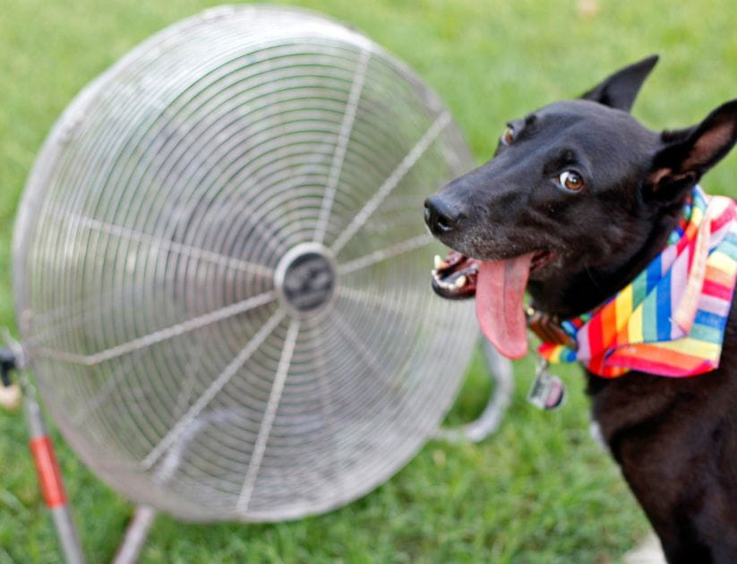 Dog cooling off with a fan in hot weather