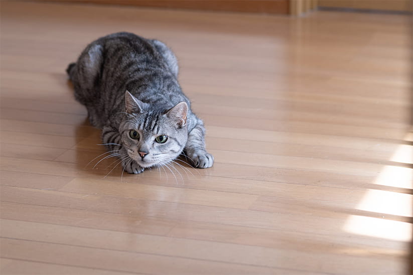 A cat mid-stalk on a shiny wooden floor