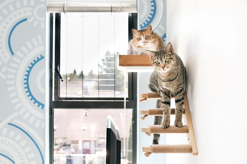 One cat sitting on a cat shelf while another stands on the smaller shelves leading to it