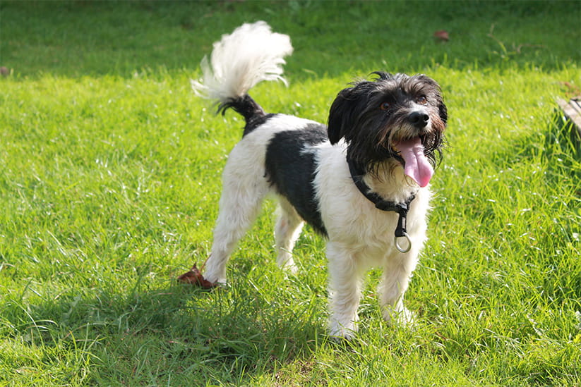 A small terrier cross breed wagging their tail