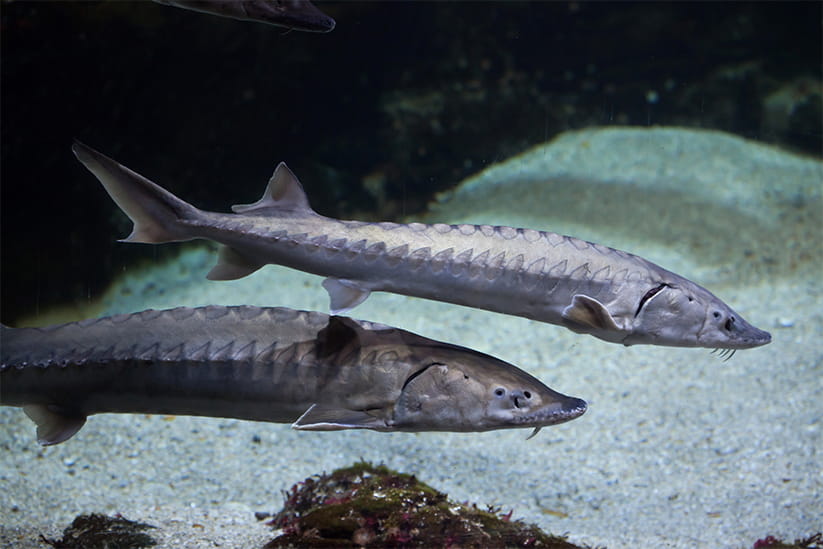 Two European Sturgeon swimming around