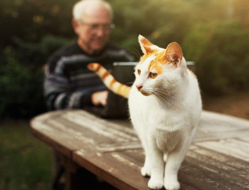 A ginger and white cat stands on a garden table with a mature man working on his laptop in the background.