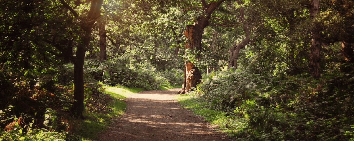 A few down a shady tree-lined path in Sherwood Forest