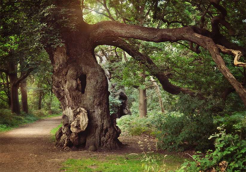The Great Oak in Sherwood Forest