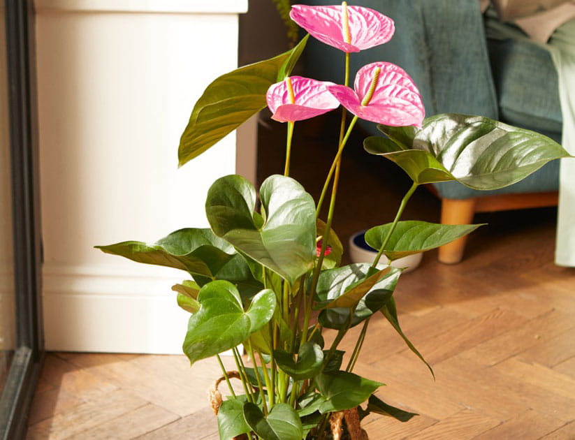 Coral Anthurium pot plant from Bloom & Wild with 3 pink flowers amidst healthy green leaves