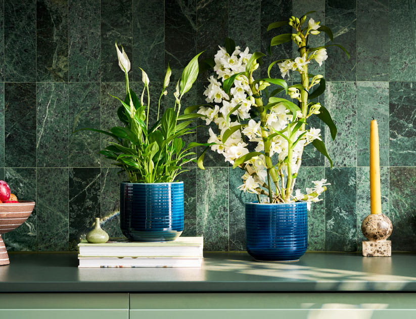 Two houseplants in blue containers on a green kitchen counter