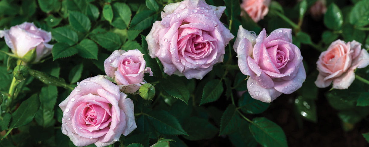 Close-up of a group pink roses blooming in the garden covered in water droplets
