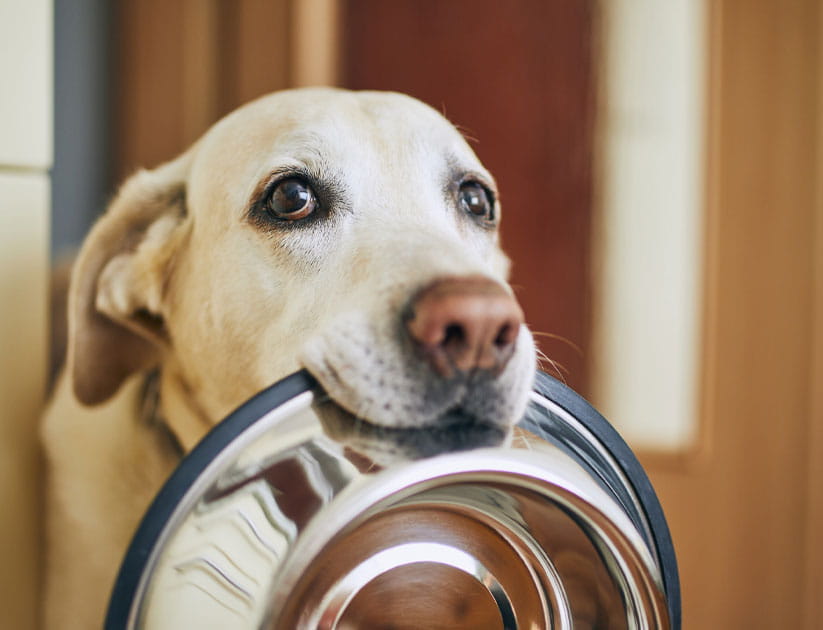 Labrador retriever holding dog bowl in his mouth waiting for food