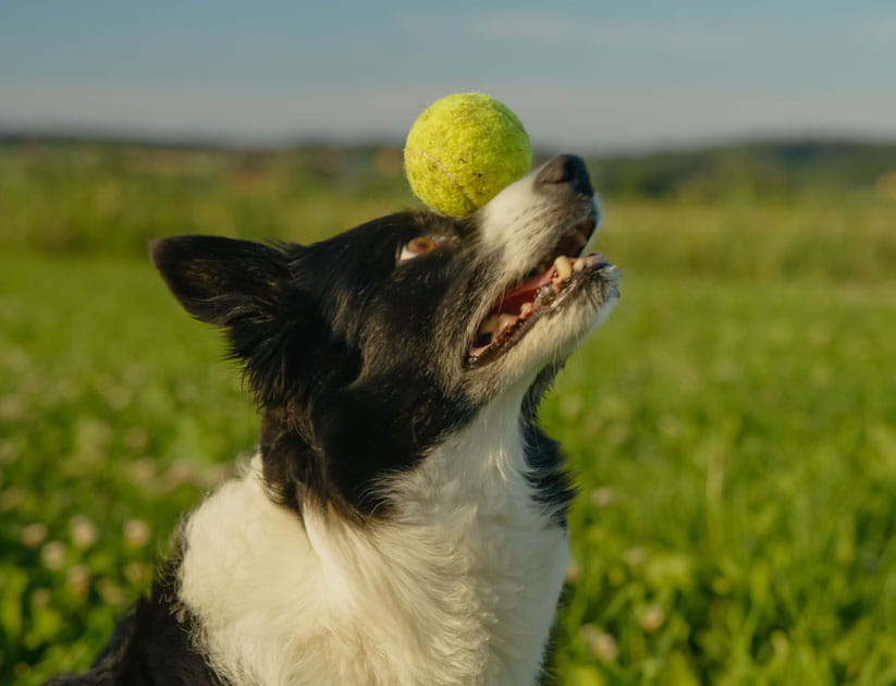 A black and white Border Collie focuses intently on a tennis ball, ready to catch it mid-air, showcasing joy and agility in a lush green field under a clear blue sky
