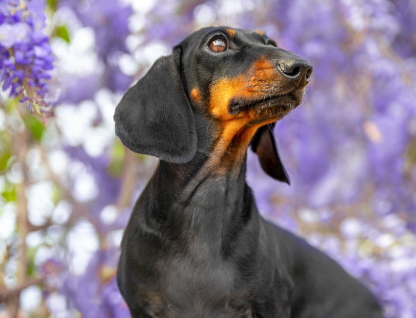 Portrait of dachshund dog in spring park near blooming branch of lilac wisteria thoughtfully turned to the side