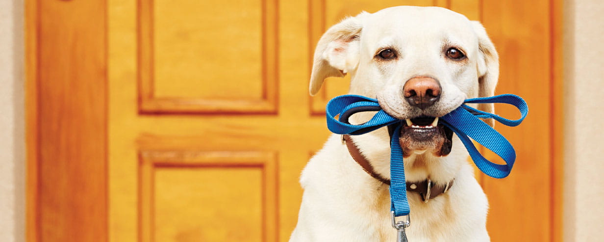 Labrador retriever with a blue leash in its mouth in front of a wooden door waiting for its walk