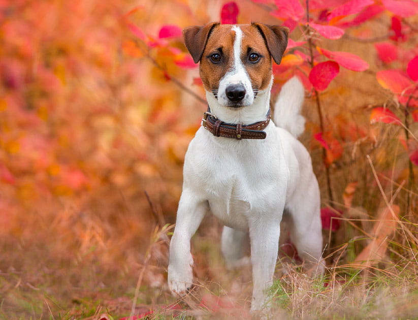 Jack russel terrier facing camera with one front paw raised and red autumn leaves in the background