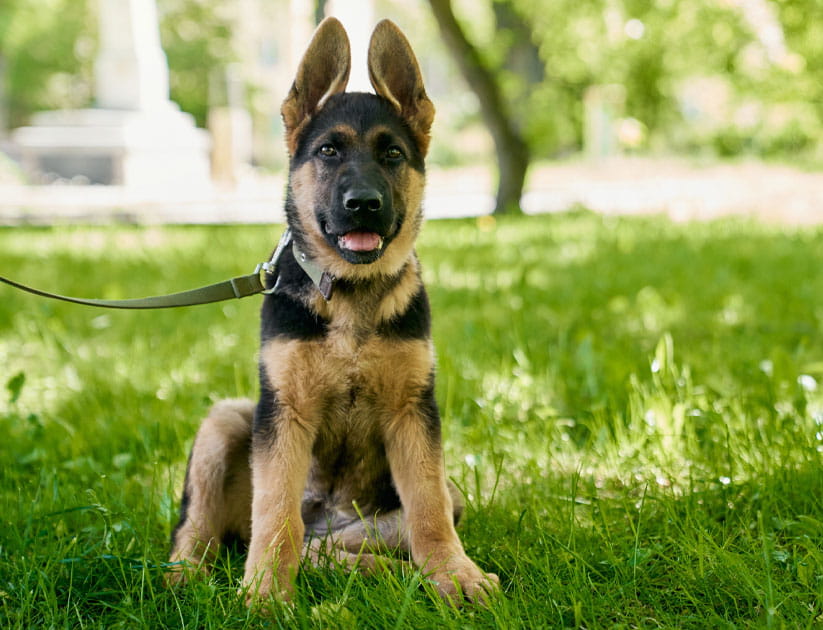 German shepherd puppy on leash sitting at green summer park
