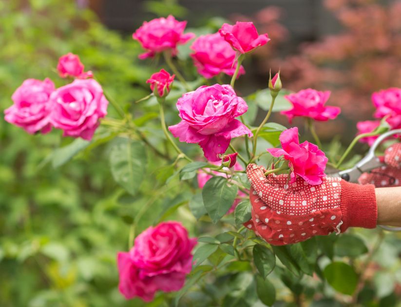 Woman deadheading bright pink roses