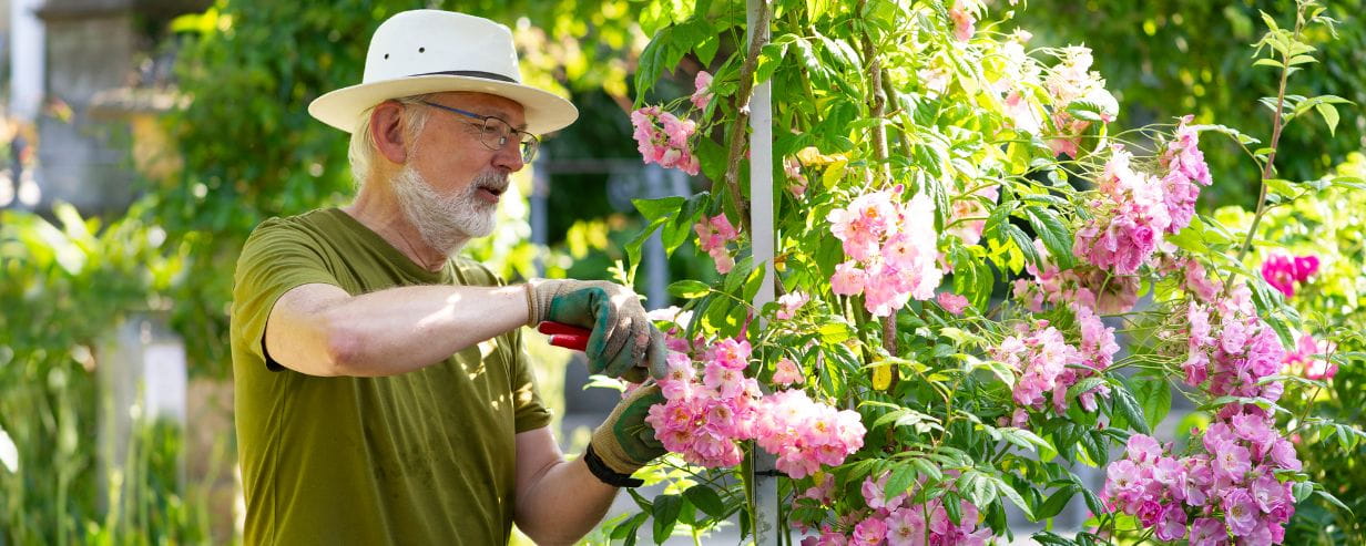 Man deadheading roses