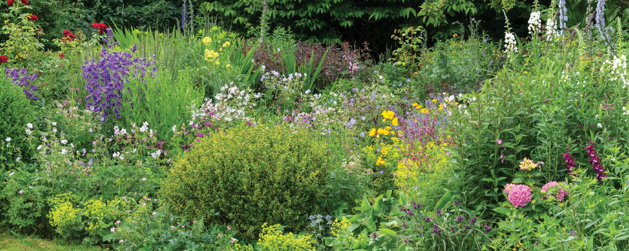 A garden with flowers in bloom