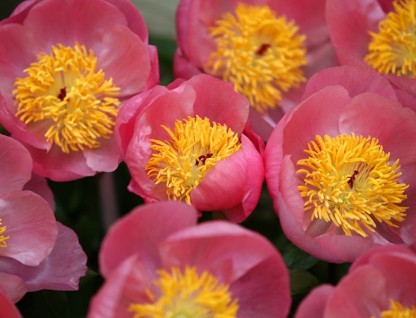 Pink peonies