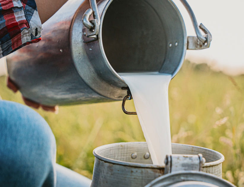 Farmer pouring raw milk into a metal container in a rural field