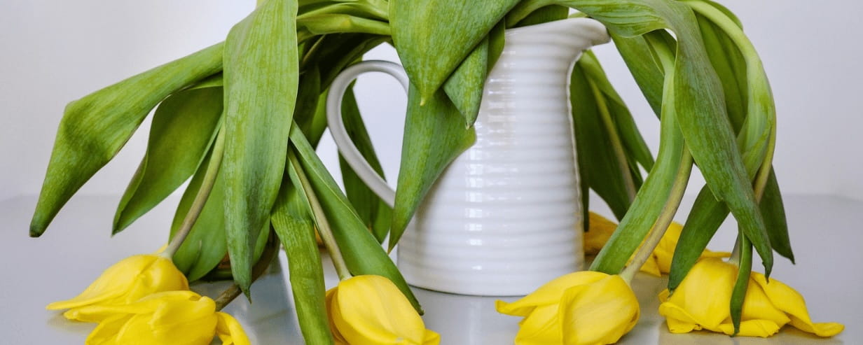 Yellow tulips drooping over a pale jug
