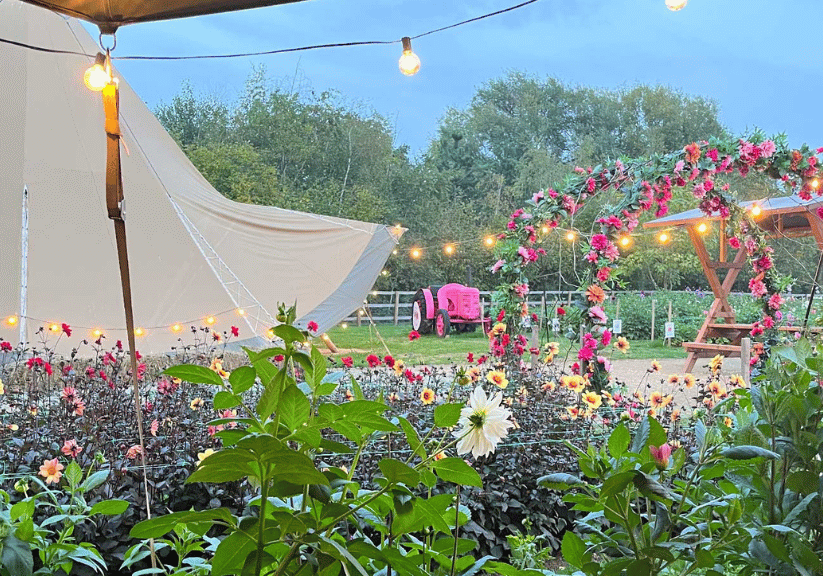 A  view from a tipi at Flora Fields with fairy lights and dahlias