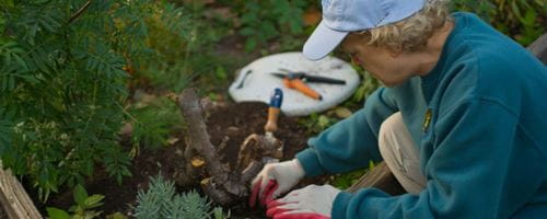 Mature woman putting mulch in her garden