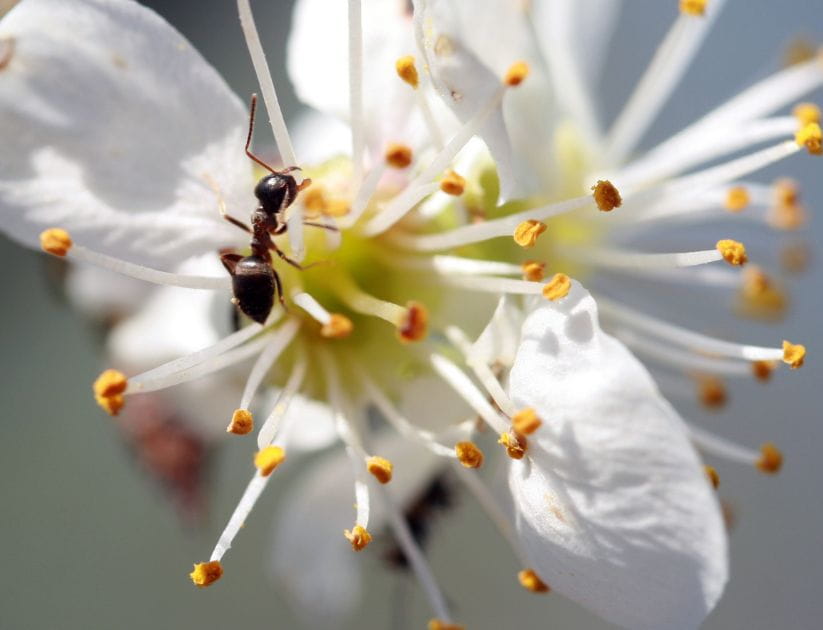 An ant on a flower