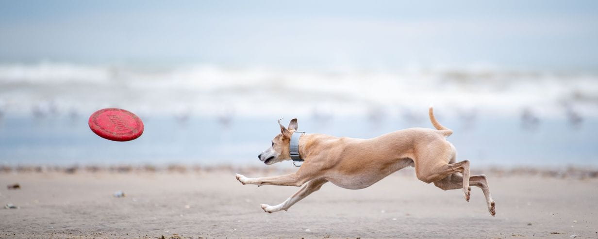 A Dog running on a beach about to catch a frisbee