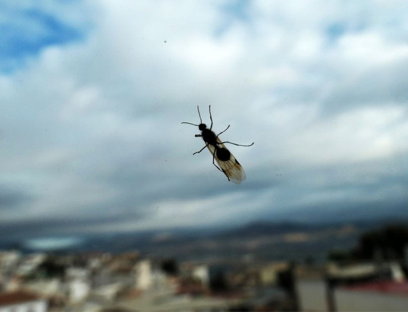 A flying ant on a window with a blue sky in the background