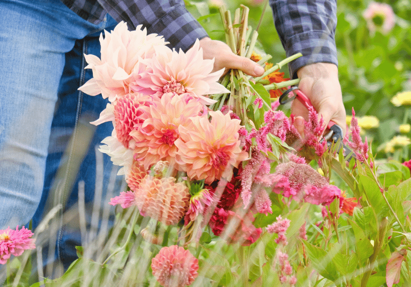 A man picking dahlias