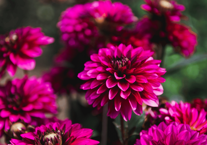 A close up of deep pink dahlias